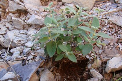 Gomphrena claussenii