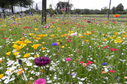 LippSystems015_Wildflowers_at_Heathrow_Pic4_PR2839_58601
