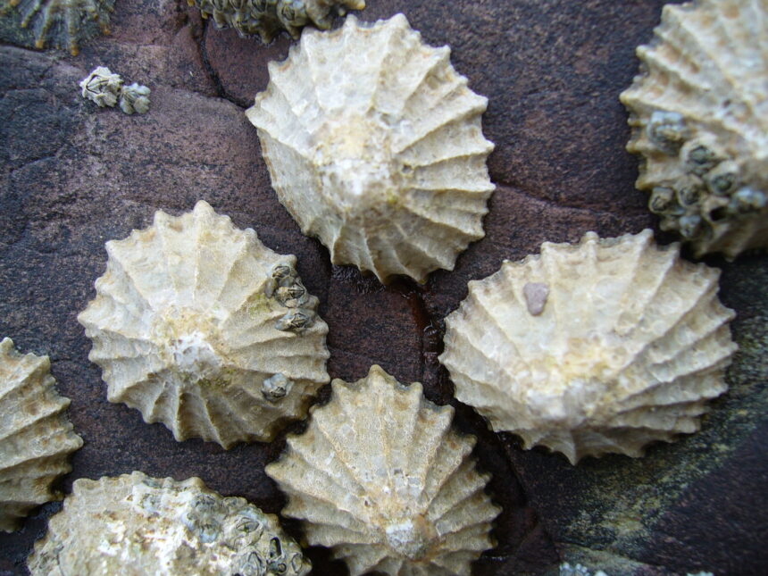 Limpet teeth are the strongest natural biological material known to man