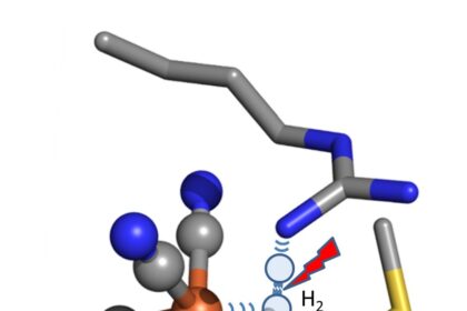 Hydrogen gas, which has two hydrogen atoms joined together (H2) is trapped between iron and nickel atoms (orange and red) and other parts of the enzyme. It is pulled apart to generate two separate hydrogen atoms and a flow of electricity