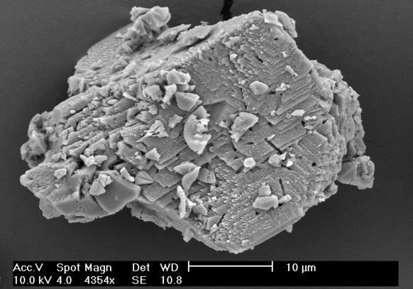 Bacteria