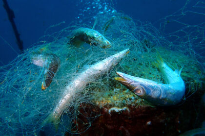Ghost net