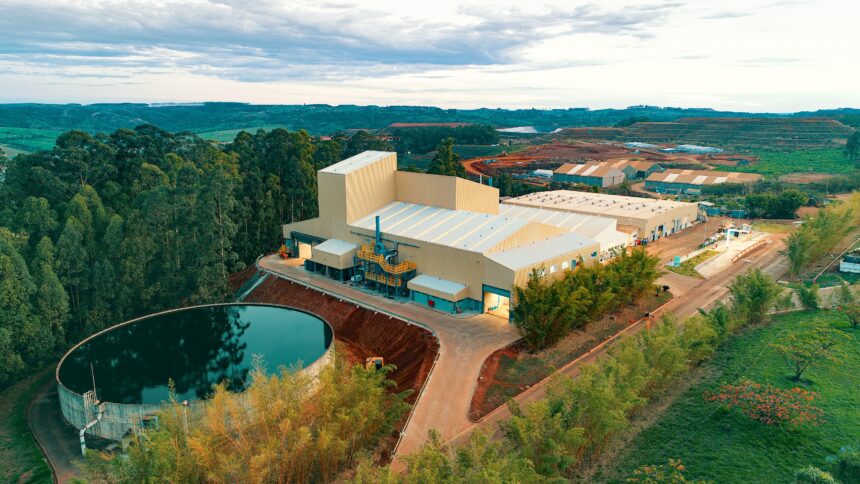 A photo of the plant
